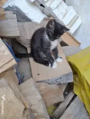Donez trei pui de pisica 