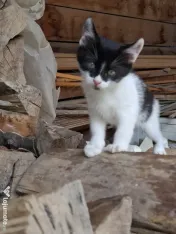 Donez trei pui de pisica 