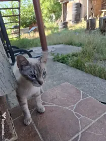 Donez pisica trei ani
