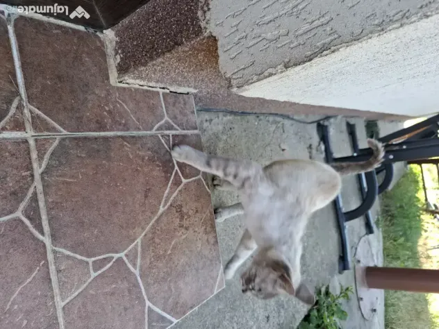 Donez pisica trei ani