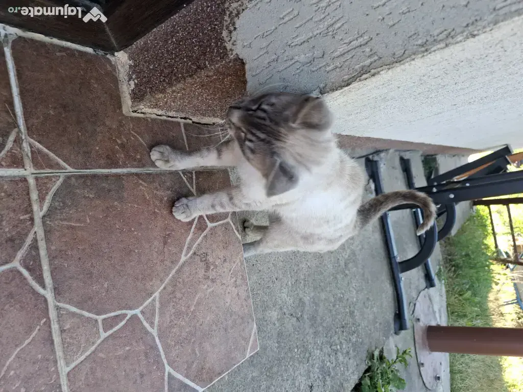 Donez pisica trei ani