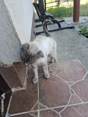 Donez pisica trei ani