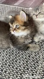 Motănel lipicios și torcacios Highland Straight, culoare Black Golden Tabby