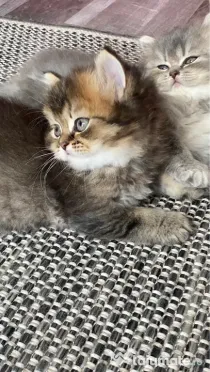 Motănel lipicios și torcacios Highland Straight, culoare Black Golden Tabby
