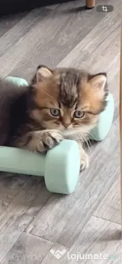 Motănel lipicios și torcacios Highland Straight, culoare Black Golden Tabby 