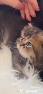 Motănel lipicios și torcacios Highland Straight, culoare Black Golden Tabby 