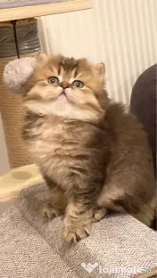 Motănel lipicios și torcacios Highland Straight, culoare Black Golden Tabby 