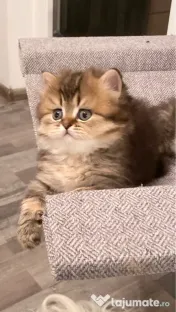 Motănel lipicios și torcacios Highland Straight, culoare Black Golden Tabby 