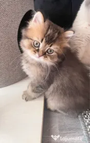 Motănel lipicios și torcacios Highland Straight, culoare Black Golden Tabby 