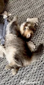 Motănel lipicios și torcacios Highland Straight, culoare Black Golden Tabby 