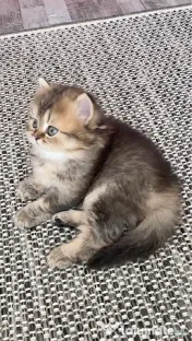 Motănel lipicios și torcacios Highland Straight, culoare Black Golden Tabby 