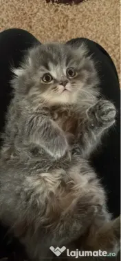 Pui scottish fold longhair 
