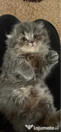 Pui scottish fold longhair