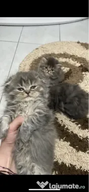 Pui scottish fold longhair 