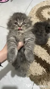 Pui scottish fold longhair 