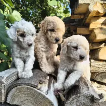 Caniche/poodle mediu