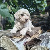 Caniche/poodle mediu 