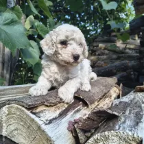 Caniche/poodle mediu