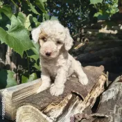 Caniche/poodle mediu 