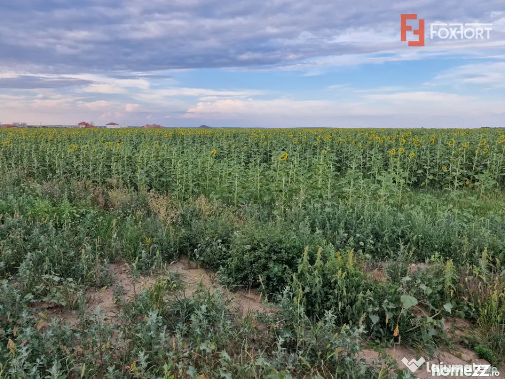 Teren intravilan de 2100 mp de vanzare in Remetea Mare