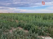 Teren intravilan de 2100 mp de vanzare in Remetea Mare
