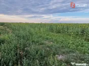Teren intravilan de 2100 mp de vanzare in Remetea Mare