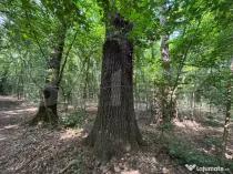 Pădure de vânzare, 27.133 mp, zona Cazaci