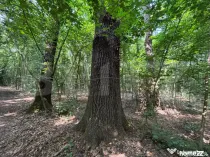 Pădure de vânzare, 27.133 mp, zona Cazaci