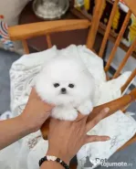 Pomeranian mini toy