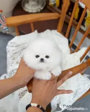 Pomeranian mini toy 