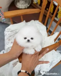 Pomeranian mini toy
