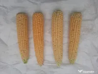 Porumb de fiert