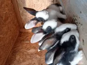 Vând iepuri hycole francez 7saptamani 