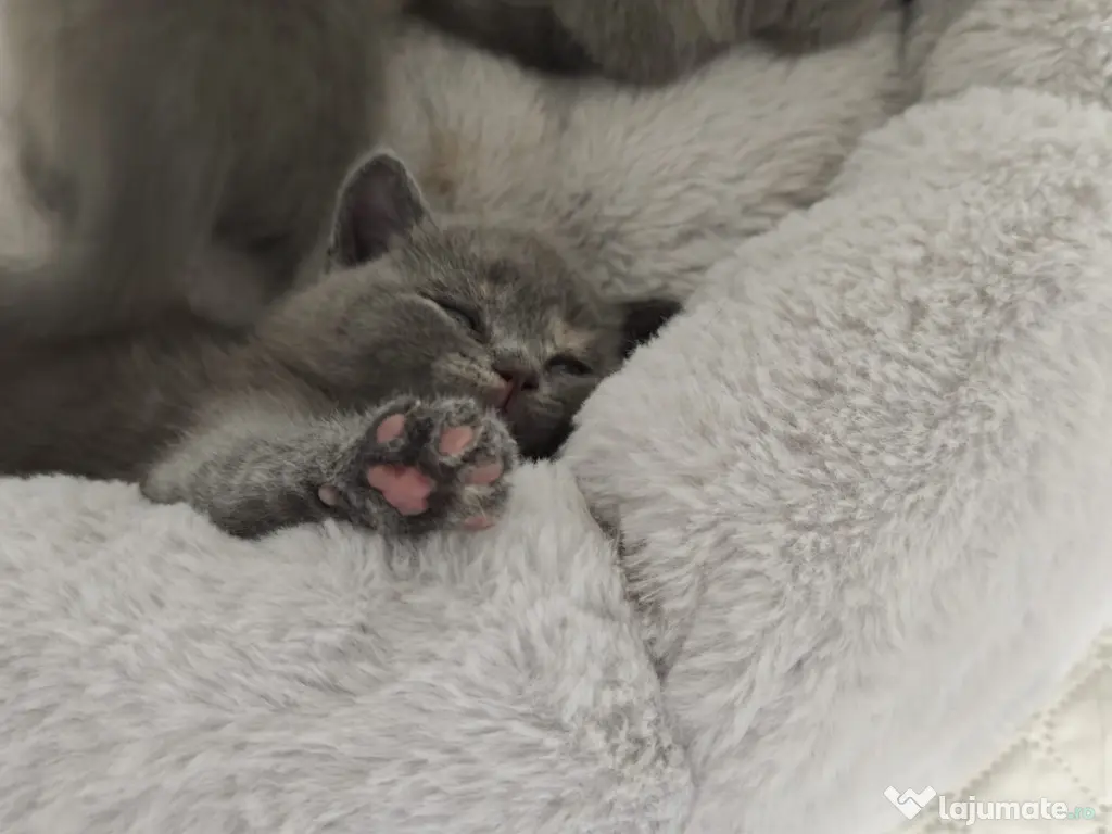 Pisica british shorthair