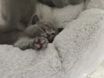 Pisica british shorthair