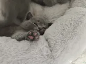 Pisica british shorthair 