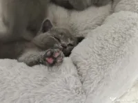 Pisica british shorthair 