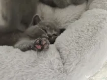 Pisica british shorthair
