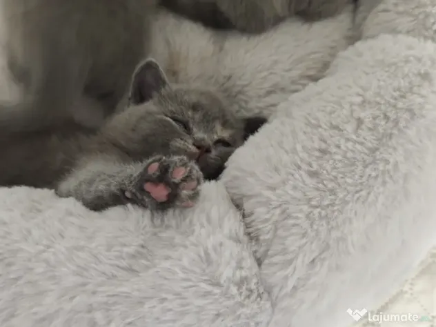 Pisica british shorthair