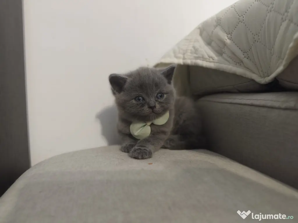 Pisica british shorthair