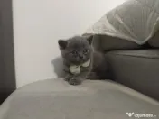 Pisica british shorthair 