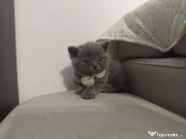 Pisica british shorthair