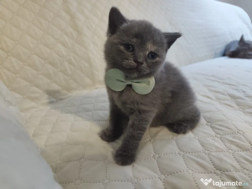 Pisica british shorthair
