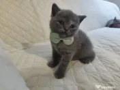 Pisica british shorthair 