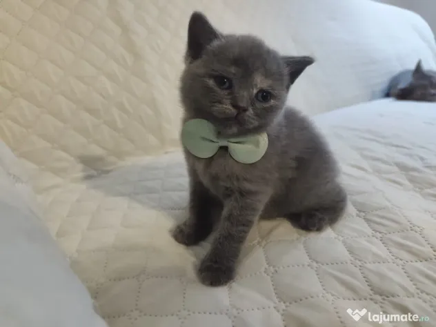 Pisica british shorthair