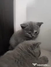 Pisica british shorthair 