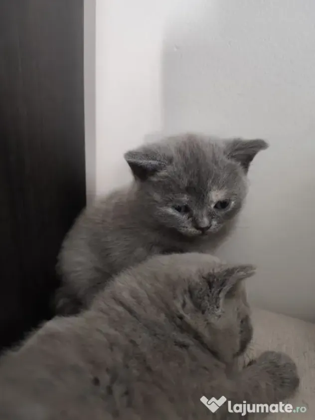 Pisica british shorthair