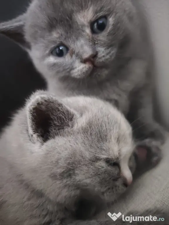 Pisica british shorthair