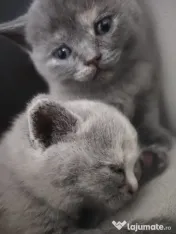 Pisica british shorthair 