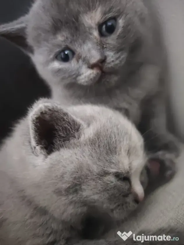 Pisica british shorthair